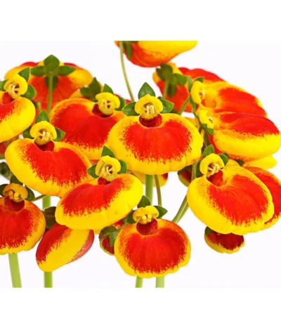 Pantoffelblume 'Calynopsis', Verschiedene Farben -Haus Pflanzen Welt 8810285 PR DE 002 CalceolariaCalynopsisPremiumPantoffelblumeT12DehnerHerzig