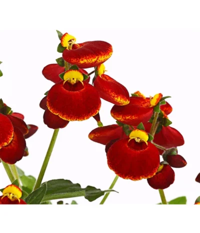 Pantoffelblume 'Calynopsis', Verschiedene Farben -Haus Pflanzen Welt 8810285 PR DE 003 CalceolariaCalynopsisPremiumPantoffelblumeT12DehnerHerzig
