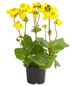 Pantoffelblume 'Calynopsis', Verschiedene Farben