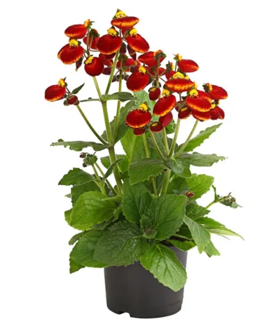 Pantoffelblume 'Calynopsis', Verschiedene Farben -Haus Pflanzen Welt 8810285 PR FS 003 CalceolariaCalynopsisPremiumPantoffelblumeT12DehnerHerzig