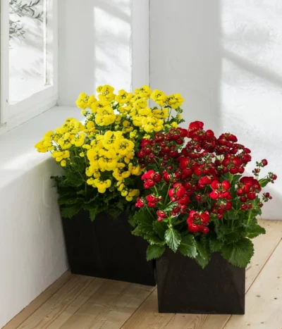 Pantoffelblume 'Calynopsis', Verschiedene Farben -Haus Pflanzen Welt 8810285 WE MO 001 CalceolariaCalynopsisPantoffelblume content 2022