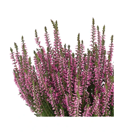 Knospenheide 'Hilda®' -Haus Pflanzen Welt 8810319 PR DE 002 CallunaHildaKnospenblueherT10DehnerExpressHerzig