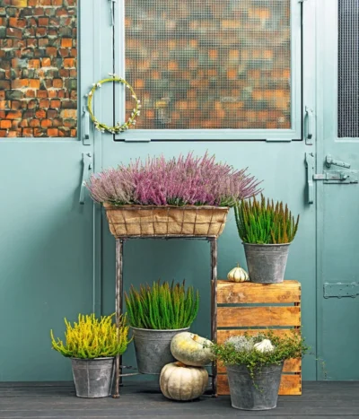 Knospenheide 'Skyline®' -Haus Pflanzen Welt 8810319 PR MO 001 8810368CallunaSkylineT11