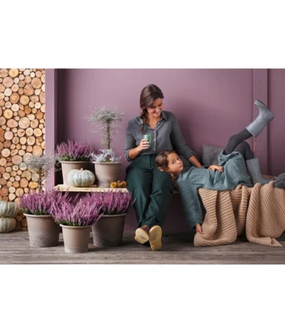 Knospenheide 'Hilda®' -Haus Pflanzen Welt 8810319 PR MO 003 CallunaHildaT11Knospenheide 8811184 CorokiaCotoneasterT12ZickzackstrauchGC20