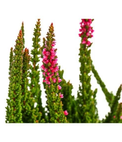 Knospenheide 'Skyline®' -Haus Pflanzen Welt 8810368 WE DE 002 CallunaSkylineT13