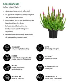 Knospenheide 'Skyline®' -Haus Pflanzen Welt 8810368 WE IG 001 Knospenheide