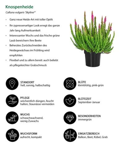 Knospenheide 'Skyline®' -Haus Pflanzen Welt 8810368 WE IG 001 Knospenheide