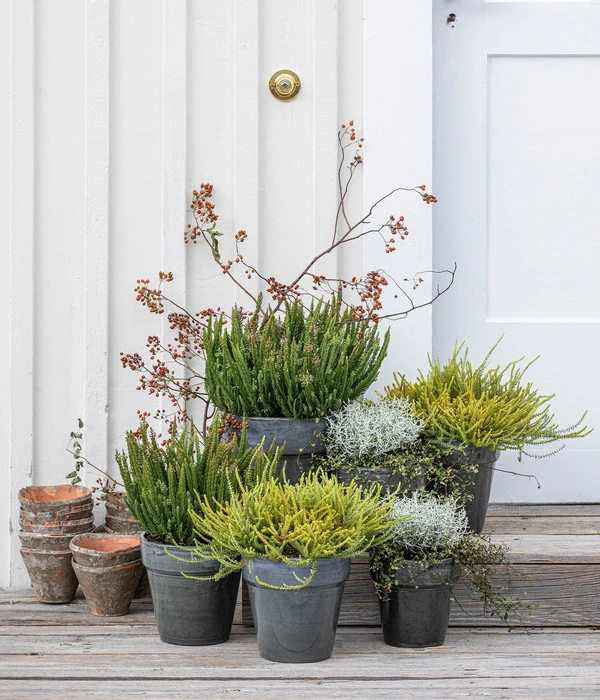 Mueca - Gitterkraut Und Mühlenbeckia 8 Mueca - Gitterkraut Und Mühlenbeckia – Bild 6