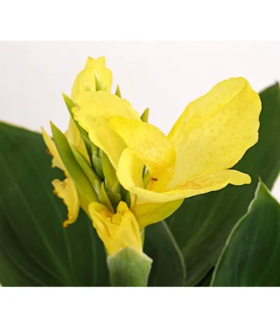 Indisches Blumenrohr, Verschiedene Sorten -Haus Pflanzen Welt 8810384 PR DE 001 CannaBlumenrohrT12DehnerExpressHerzig