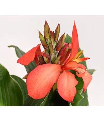 Indisches Blumenrohr, Verschiedene Sorten -Haus Pflanzen Welt 8810384 PR DE 002 CannaBlumenrohrT12DehnerExpressHerzig