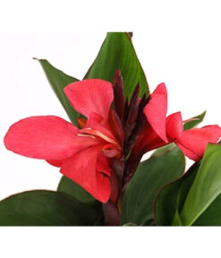 Indisches Blumenrohr, Verschiedene Sorten -Haus Pflanzen Welt 8810384 PR DE 003 CannaBlumenrohrT12DehnerExpressHerzig