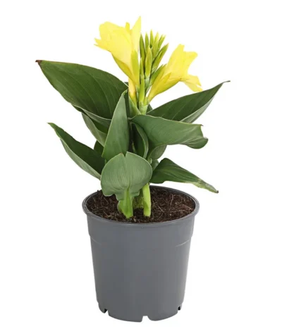 Indisches Blumenrohr, Verschiedene Sorten -Haus Pflanzen Welt 8810384 PR FS 001 CannaBlumenrohrT12DehnerExpressHerzig