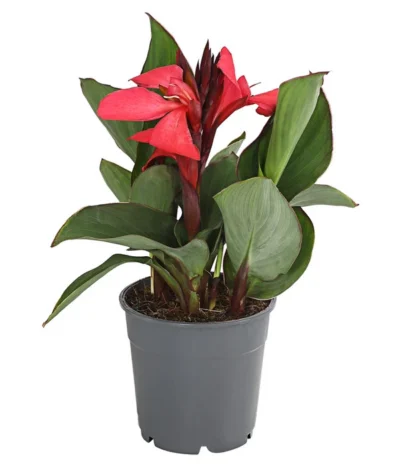 Indisches Blumenrohr, Verschiedene Sorten -Haus Pflanzen Welt 8810384 PR FS 003 CannaBlumenrohrT12DehnerExpressHerzig