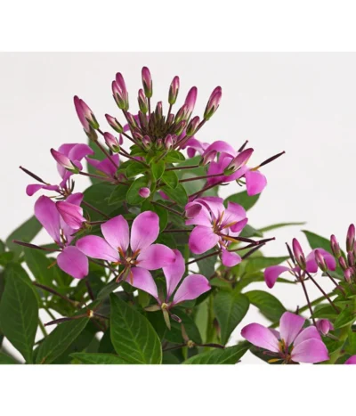 Spinnenpflanze 'Rosa' -Haus Pflanzen Welt 8810574 PR DE 001 CleomeRosaSenoritaRosalitaSpinnenpflanzeDehnerExpressHerzig