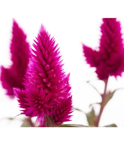 Federbusch 'Venezuela' -Haus Pflanzen Welt 8810657 PR DE 1 CelosiaArgenteaVenezuelaDehnerExpressZS