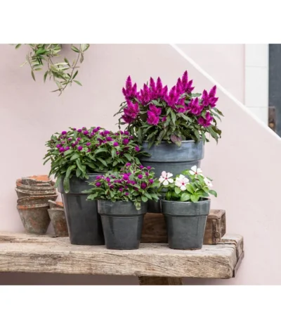 Federbusch 'Venezuela' -Haus Pflanzen Welt 8810657 WE MO 001 Celosia