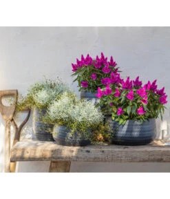 Federbusch 'Venezuela' -Haus Pflanzen Welt 8810657 WE MO 002 Celosia 1