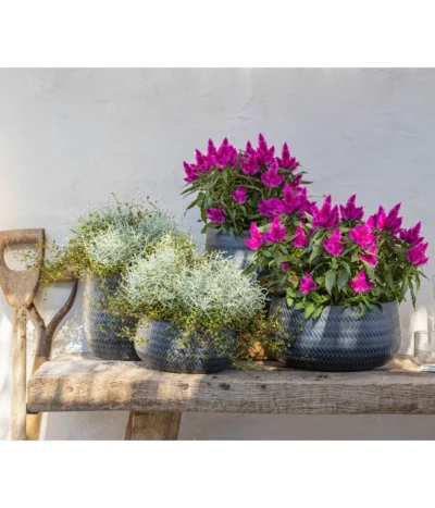 Federbusch 'Venezuela' -Haus Pflanzen Welt 8810657 WE MO 002 Celosia 1