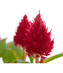 Federbusch, Verschiedene Sorten 19 Federbusch, Verschiedene Sorten -Haus Pflanzen Welt 8810715 PR DE 001 CelosiaMixT11hahnenkammDehnerExpressZS