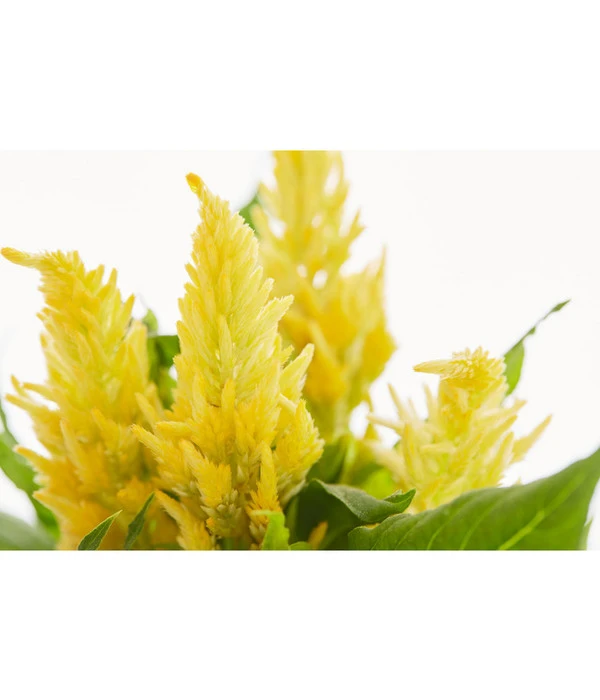 Federbusch, Verschiedene Sorten 10 Federbusch, Verschiedene Sorten – Bild 8