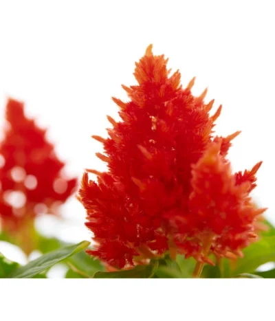 Federbusch, Verschiedene Sorten -Haus Pflanzen Welt 8810715 PR DE 002 CelosiaMixT11hahnenkammDehnerExpressZS