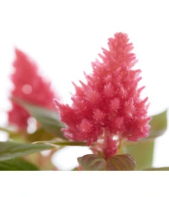 Federbusch, Verschiedene Sorten 16 Federbusch, Verschiedene Sorten -Haus Pflanzen Welt 8810715 PR DE 005 CelosiaMixT11hahnenkammDehnerExpressZS