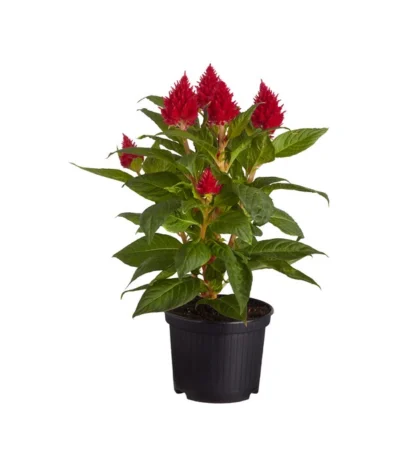 Federbusch, Verschiedene Sorten -Haus Pflanzen Welt 8810715 PR FS 001 CelosiaMixT11hahnenkammDehnerExpressZS