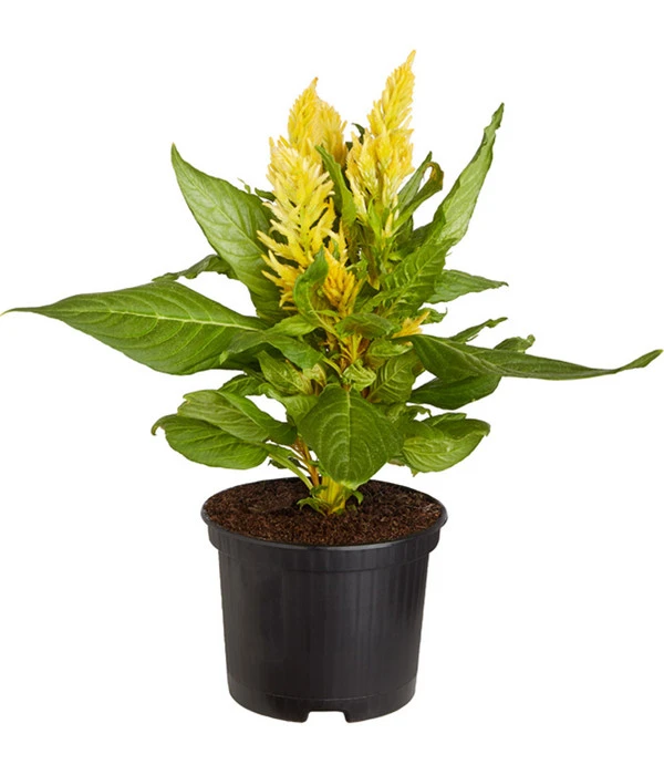 Federbusch, Verschiedene Sorten 6 Federbusch, Verschiedene Sorten – Bild 4