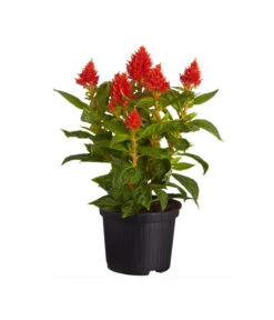 Federbusch, Verschiedene Sorten 13 Federbusch, Verschiedene Sorten -Haus Pflanzen Welt 8810715 PR FS 002 CelosiaMixT11hahnenkammDehnerExpressZS