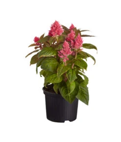 Federbusch, Verschiedene Sorten 12 Federbusch, Verschiedene Sorten -Haus Pflanzen Welt 8810715 PR FS 077 CelosiaMixT11hahnenkammDehnerExpressZS