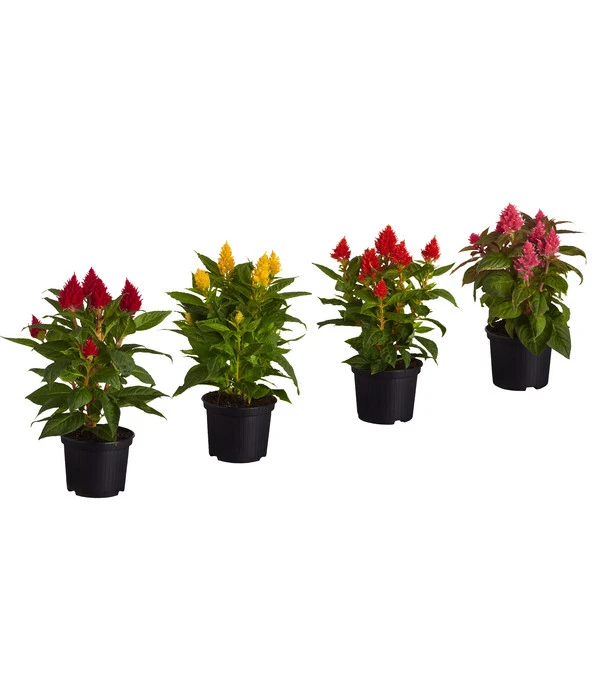 Federbusch, Verschiedene Sorten 3 Federbusch, Verschiedene Sorten