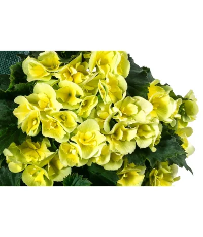 Wandhänger Mit Hängebegonien, Verschiedene Sorten -Haus Pflanzen Welt 8810988 WE DE 001 HaengebegonieWandhaengergelb