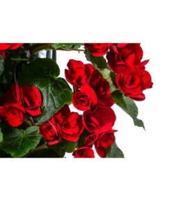 Wandhänger Mit Hängebegonien, Verschiedene Sorten 22 Wandhänger Mit Hängebegonien, Verschiedene Sorten -Haus Pflanzen Welt 8810988 WE DE 001 HaengebegonieWandhaengerrot