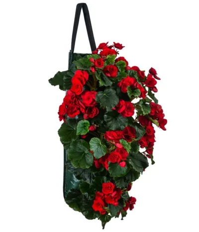 Wandhänger Mit Hängebegonien, Verschiedene Sorten -Haus Pflanzen Welt 8810988 WE FS 001 HaengebegonieWandhaengerrot