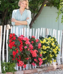 Wandhänger Mit Hängebegonien, Verschiedene Sorten 17 Wandhänger Mit Hängebegonien, Verschiedene Sorten -Haus Pflanzen Welt 8810988 WE MO 001 BegoniaWandhaenger