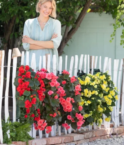 Wandhänger Mit Hängebegonien, Verschiedene Sorten -Haus Pflanzen Welt 8810988 WE MO 001 BegoniaWandhaenger