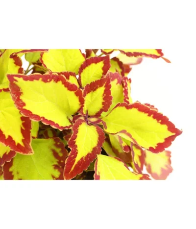 Beet- & Balkonpflanzen-Set Farbexplosion, 6-teilig -Haus Pflanzen Welt 8811127 PR DE 002 BuntnesselSolenostemonT13DehnerExpressHerzig