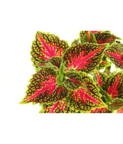 Beet- & Balkonpflanzen-Set Farbexplosion, 6-teilig -Haus Pflanzen Welt 8811127 PR DE 005 BuntnesselSolenostemonT13DehnerExpressHerzig