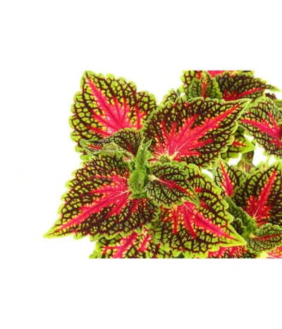 Beet- & Balkonpflanzen-Set Farbexplosion, 6-teilig -Haus Pflanzen Welt 8811127 PR DE 005 BuntnesselSolenostemonT13DehnerExpressHerzig