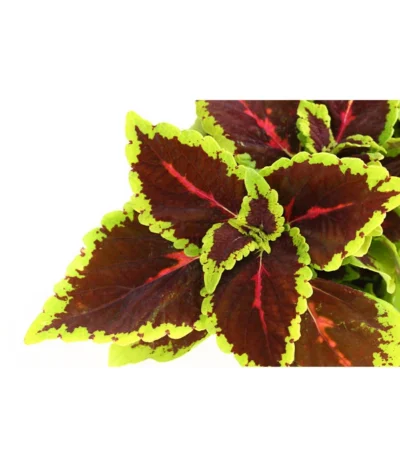 Beet- & Balkonpflanzen-Set Farbexplosion, 6-teilig -Haus Pflanzen Welt 8811127 PR DE 006 BuntnesselSolenostemonT13DehnerExpressHerzig