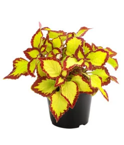 Beet- & Balkonpflanzen-Set Farbexplosion, 6-teilig -Haus Pflanzen Welt 8811127 PR FS 002 BuntnesselSolenostemonT13DehnerExpressHerzig