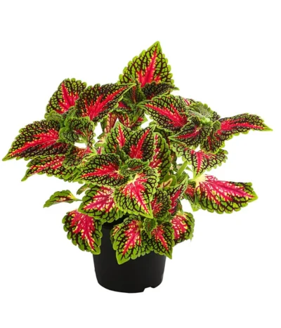 Beet- & Balkonpflanzen-Set Farbexplosion, 6-teilig -Haus Pflanzen Welt 8811127 PR FS 005 BuntnesselSolenostemonT13DehnerExpressHerzig