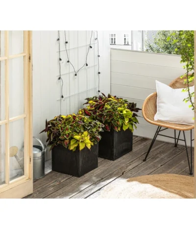 Buntnessel-Trio - Solenostemon Scutellarioides 7 Buntnessel-Trio - Solenostemon Scutellarioides -Haus Pflanzen Welt 8811127 WE MO 001 SolenostemonBuntnesselT13 BestOf 2022 Header Querformt