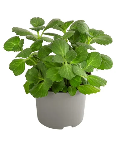 Verpiss-Dich-Pflanze