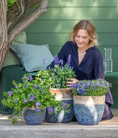 Fächerblume -Haus Pflanzen Welt 8811143 WE MO 001 BlaueMauritius 2