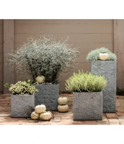 Zickzackstrauch -Haus Pflanzen Welt 8811184 7084932 8805913 WE MO 001 Zickzackstrauch Gitterkraut Knospenheide 1