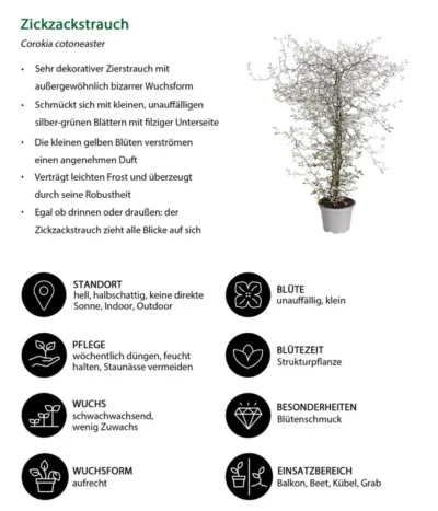 Zickzackstrauch -Haus Pflanzen Welt 8811184 WE IG 001 CorokiaCotoneasterZickzackstrauchT12DehnerExpressHerzig