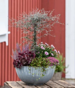 Drahtstrauch - Muehlenbeckia Complexa -Haus Pflanzen Welt 8811184 WE MO 001 Herbstarrangement