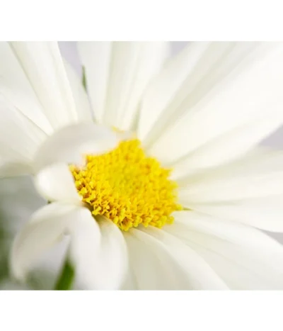 Schmuckkörbchen, Verschiedene Farben -Haus Pflanzen Welt 8811192 PR DE 001 CosmosBipinnatusSchmuckkoerbchenT12DehnerExpressZS