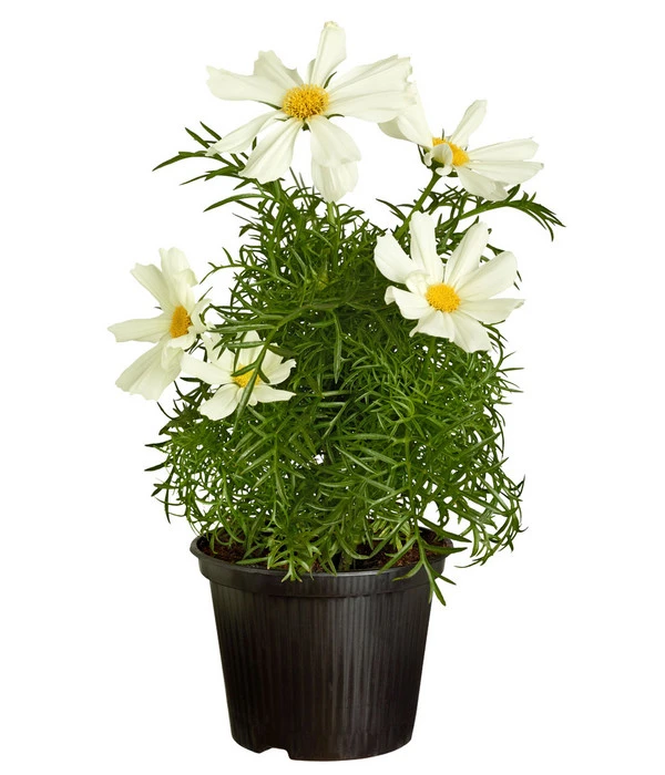 Schmuckkörbchen, Verschiedene Farben 3 Schmuckkörbchen, Verschiedene Farben